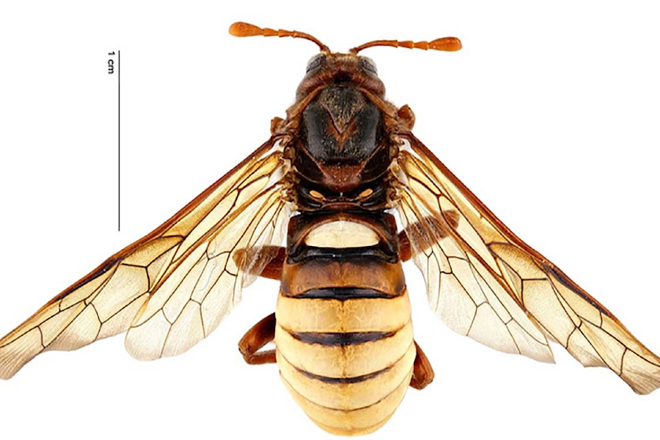 elm-sawfly