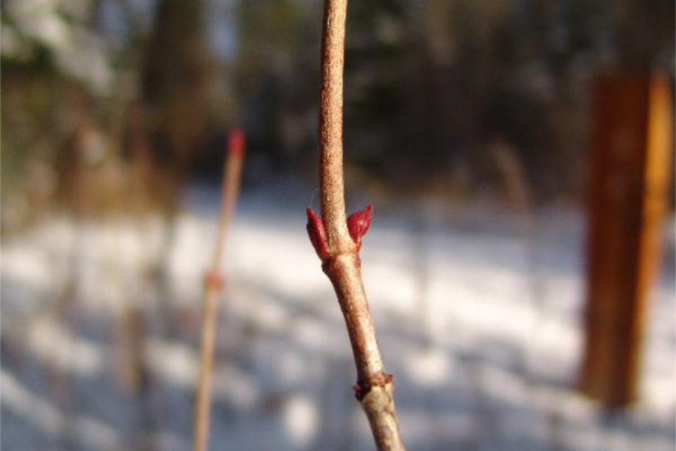 highbush-cranberry_princegeorge_allan-carson