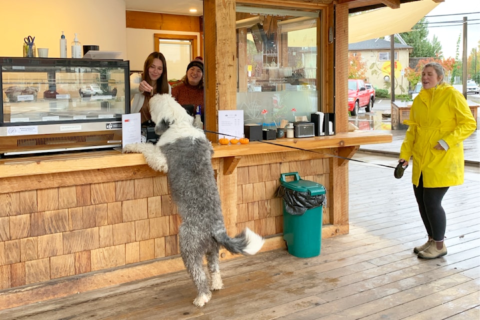 Birdie, with owner Carlie Quinn, gets a treat at Bugwood Coffee in downtown Smithers Oct. 4. (Grant Harris/The Interior News)