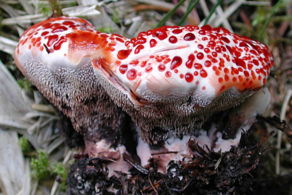fungi