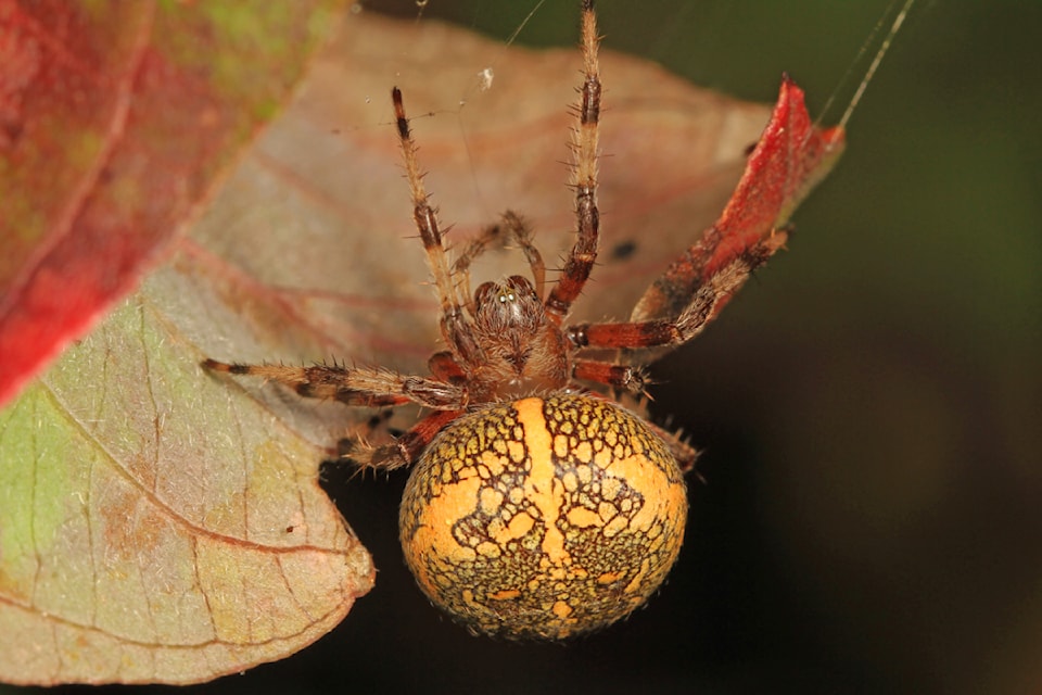 marbled_orbweaver_-_araneus_marmoreus_vaseux_lake_provincial_park_okanagan_falls_british_columbia_-_15504396732