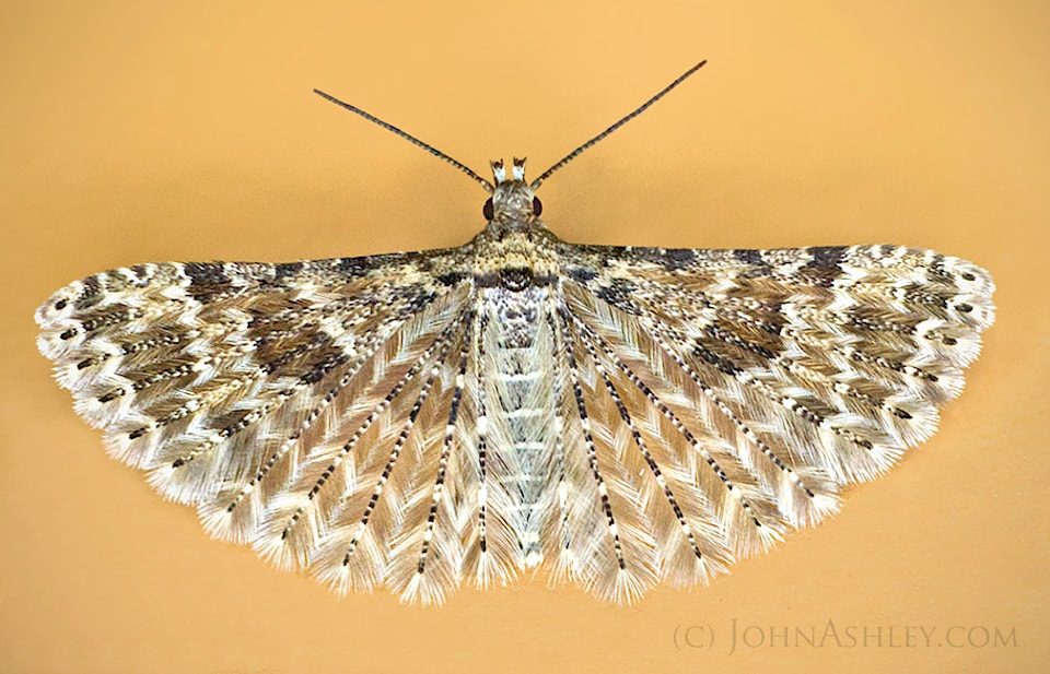 montana_six_plumed_moth