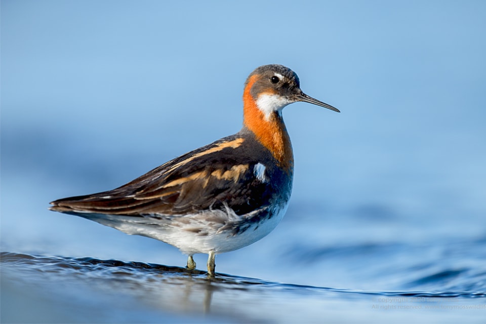 red-necked-phalarope-female-in-breeding-plumage-tony-moss-wildlife-photographer