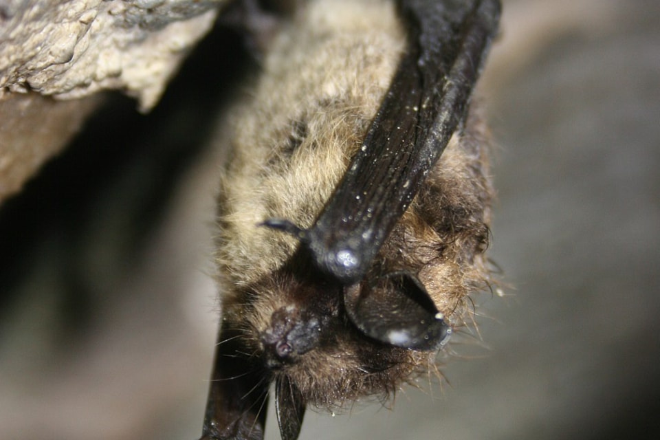 Little brown bat in winter hibernation. 