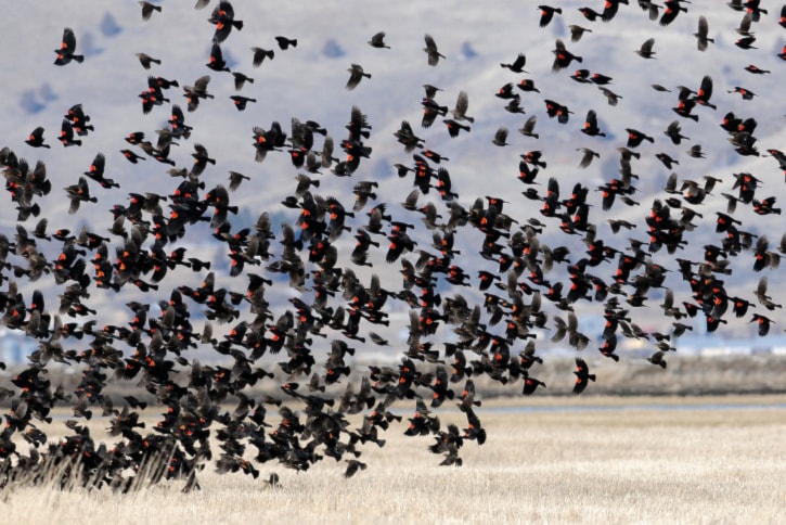 A flock of red-winged blackbirds. 
