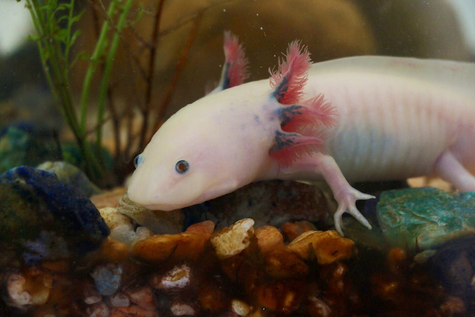 Pink Mexican axolotl.