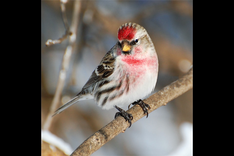 Common redpoll.