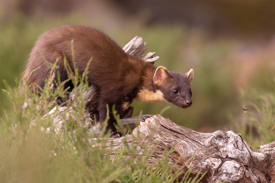 American pine marten ((Martes americana).