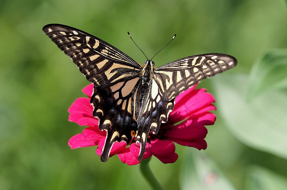 asian_swallowtail