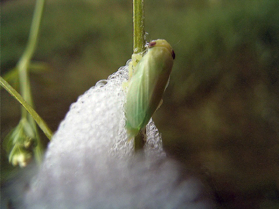 meadow-spittlebug