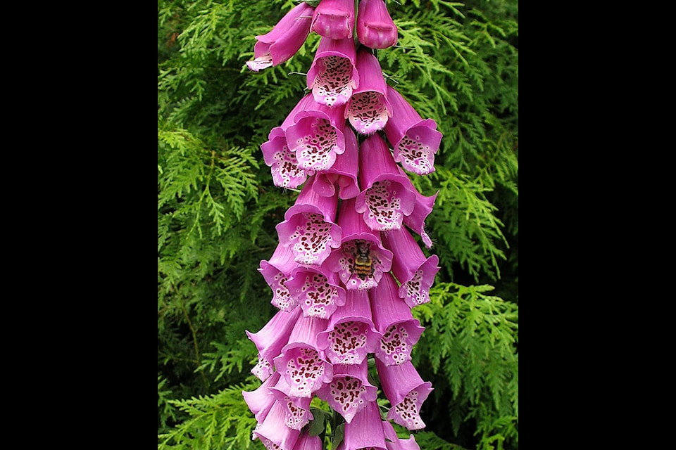 Floxglove (Digitalis purpurea) flowers showing the nectar guides patterns.