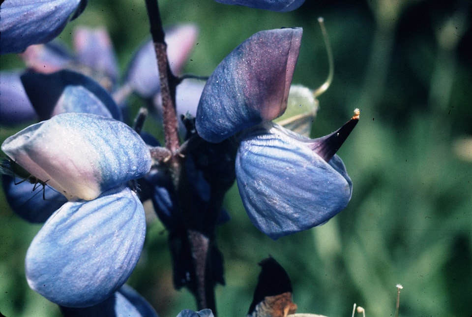lupinus-arcticus-subalpinus_mannning_jp