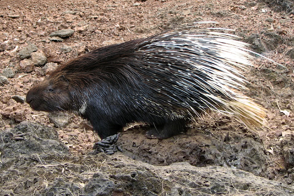 porcupine_karunakar-rayker