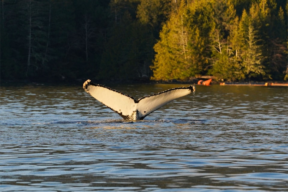 A humpback whale shows its tail in Prince Rupert Harbour. 