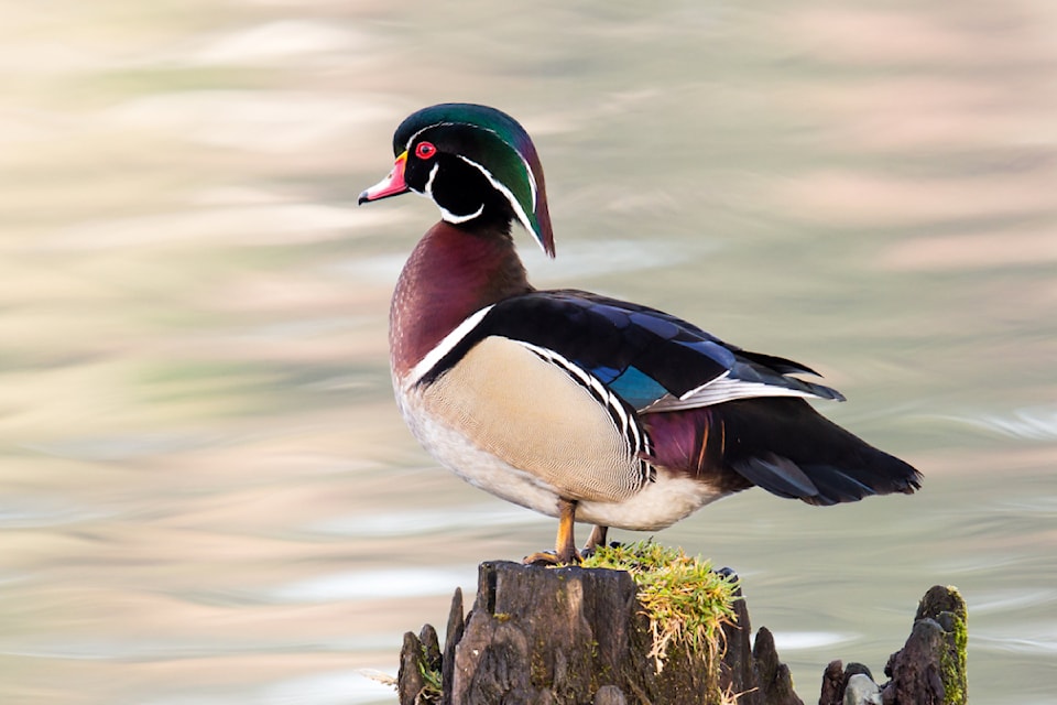 wood-duck-pc-mick-thompson