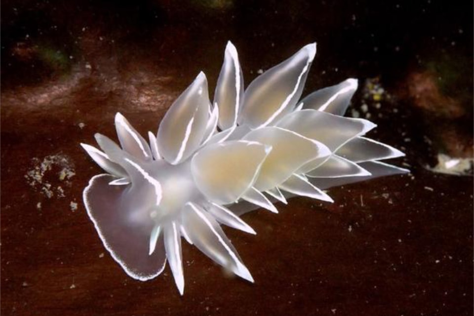 frosted-nudibranch-derek-holzapfel-bc