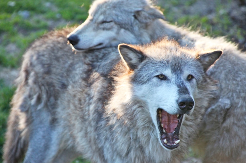 gray_wolf_pair_6862200695