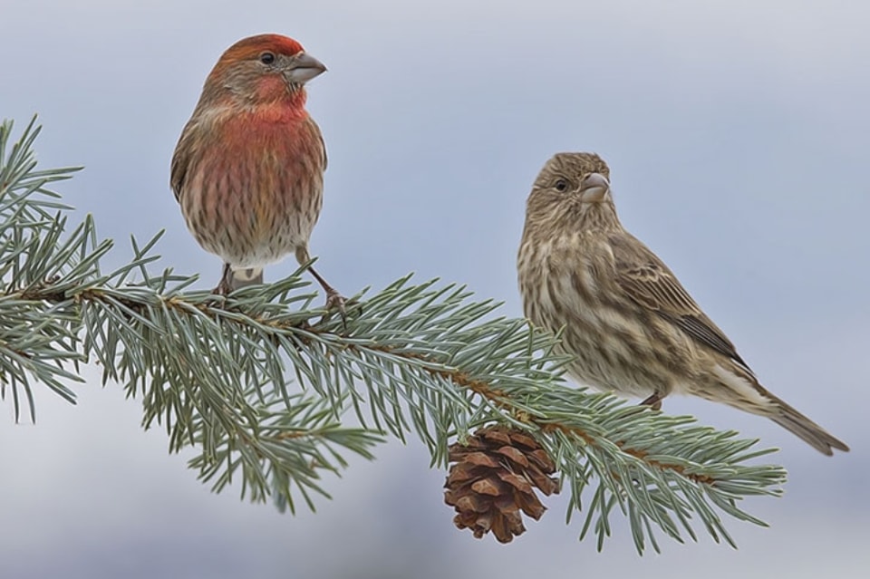 house-finch