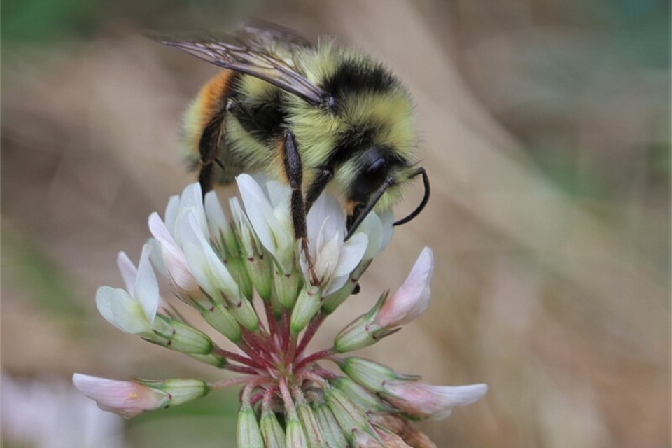 vancouver_bumble_bee_imported_from_inaturalist_photo_149237629_on_18_november_2023
