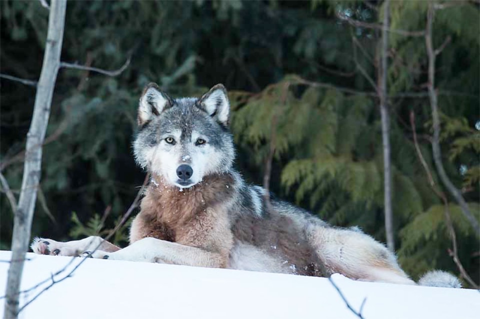 wolf