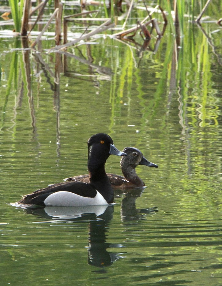 52538smithersGreater_Scaup_PNH_01_sm