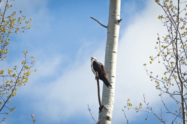 An Osprey keeps watch over a wooded area near Quick, B.C.