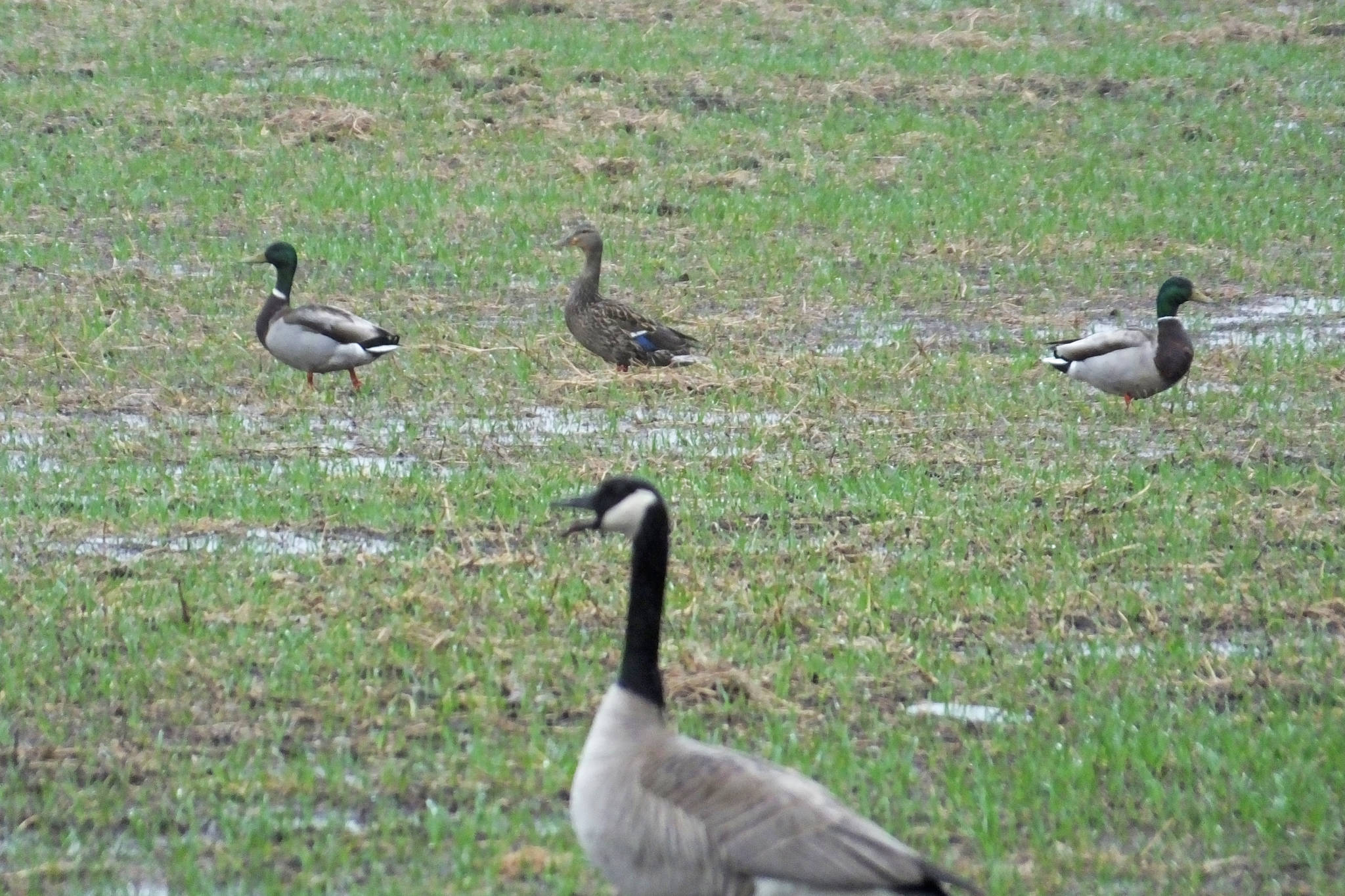 web1_Ducks-geese-flooded-field