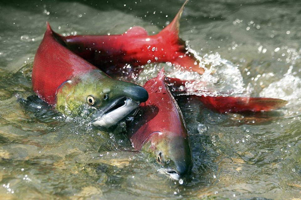 web1_web1_copy_sockeye-iStock_000011513172_Large-1200x800