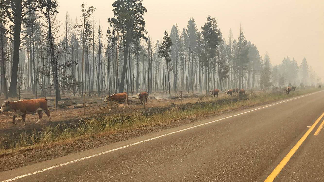 7675857_web1_Hwy-20-wildfire-cows