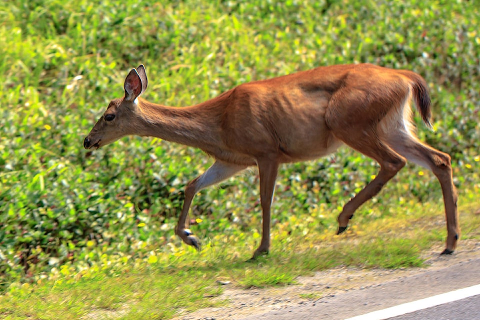 10070736_web1_Sitka-black-tailed-deer