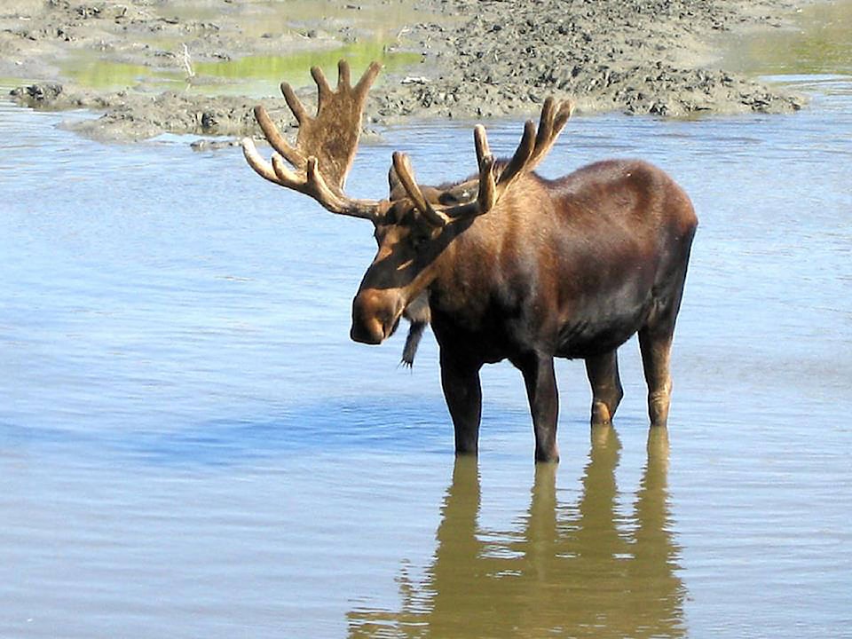 10166730_web1_170920-TDT-Moose