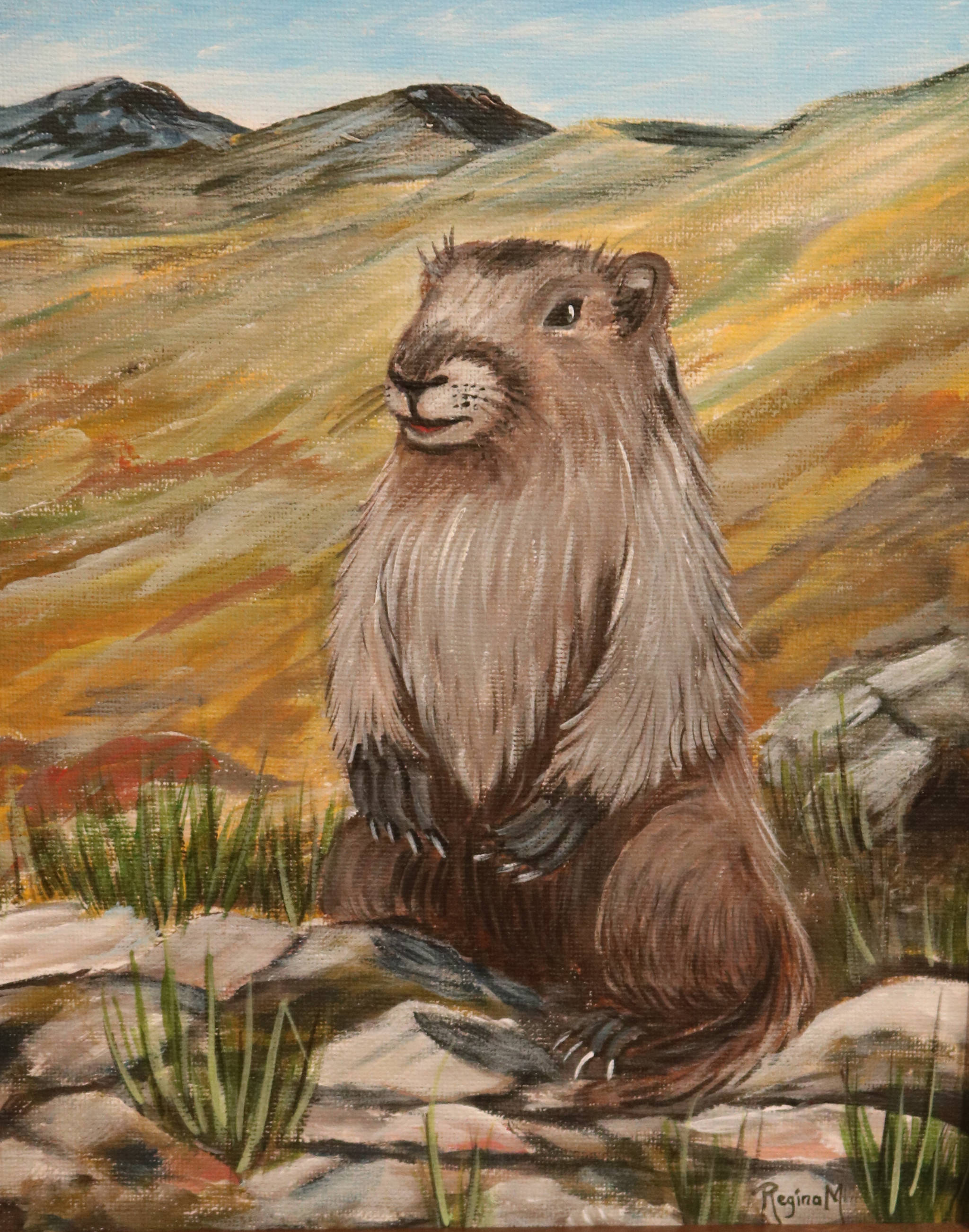 Marmot regina sales