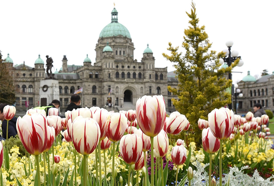 10573932_web1_VN-Inner-Harbour-Tulips-SA-2-P-May1017