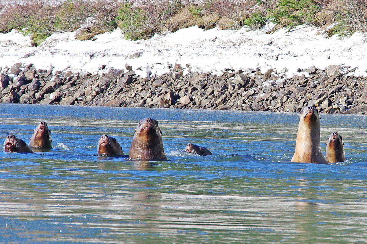 11123413_web1_WEB-PRU-SeaLions-EulachonRun.SM