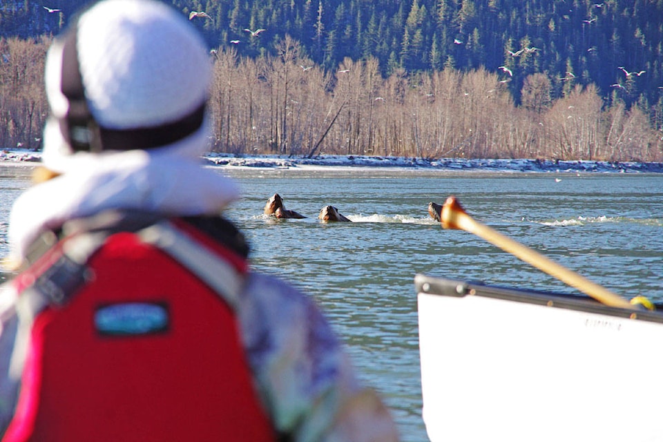 11151172_web1_WEB-PRU-ShannonKayaking.Skeena.Eulachon.SteveMilumPhoto