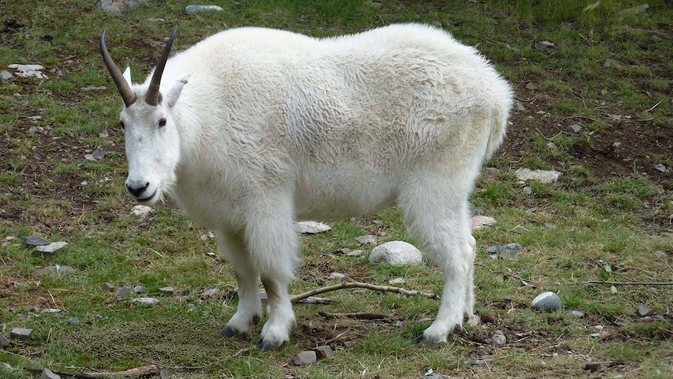 11235557_web1_Mountain-goat