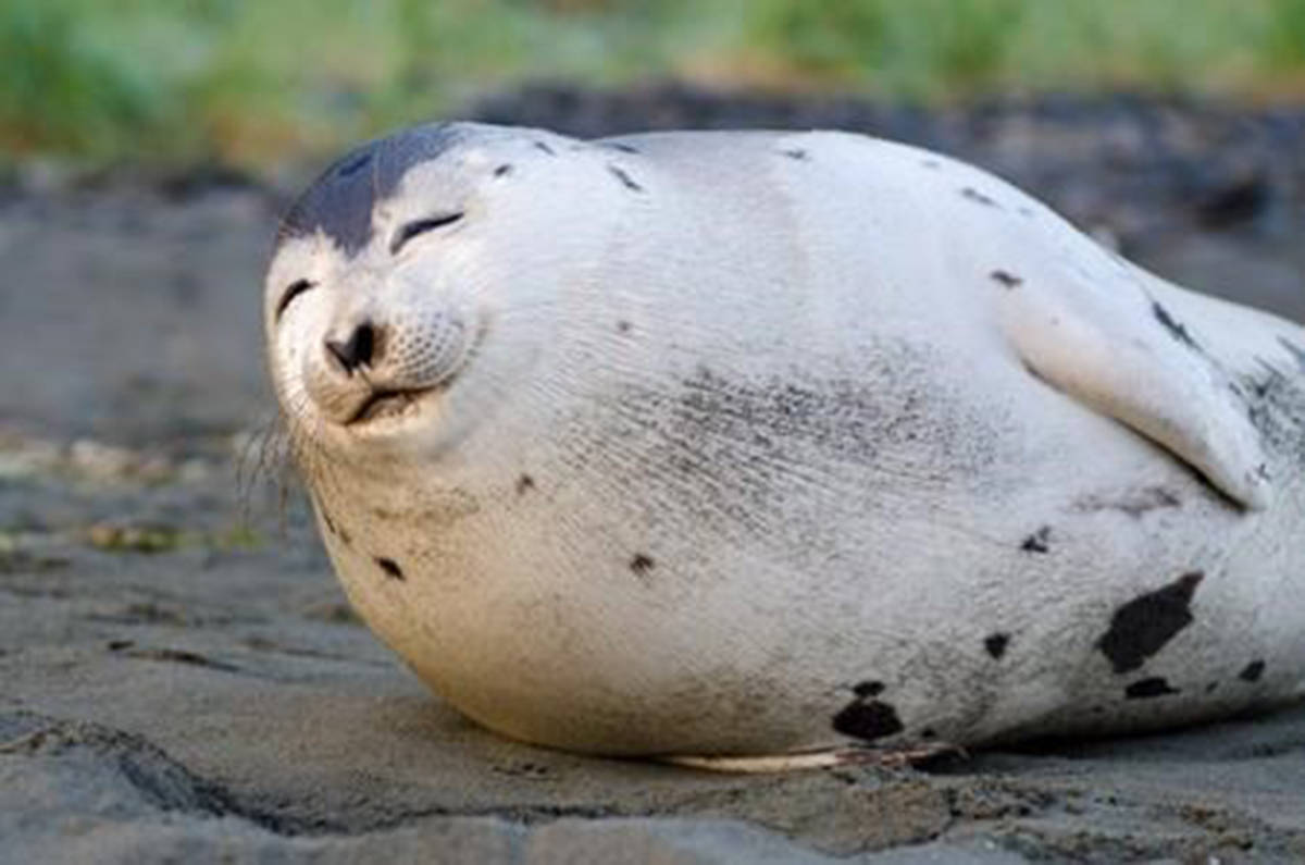 Photogenic 'smiling' seal spotted on N.L beach dies, prompts DFO warning -  The Smithers Interior News