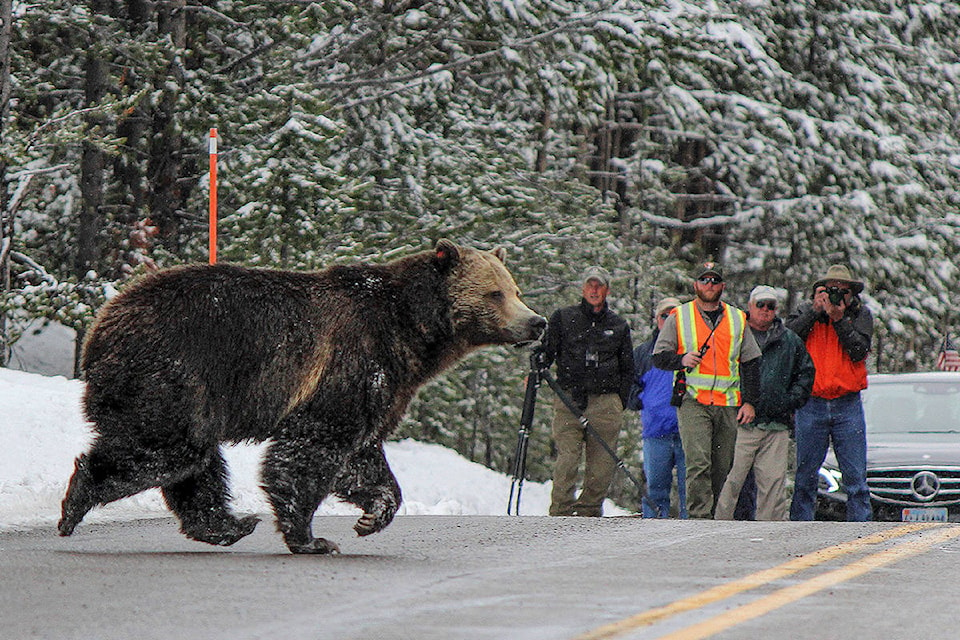 14870523_web1_Yellowstone-Bear-Photos