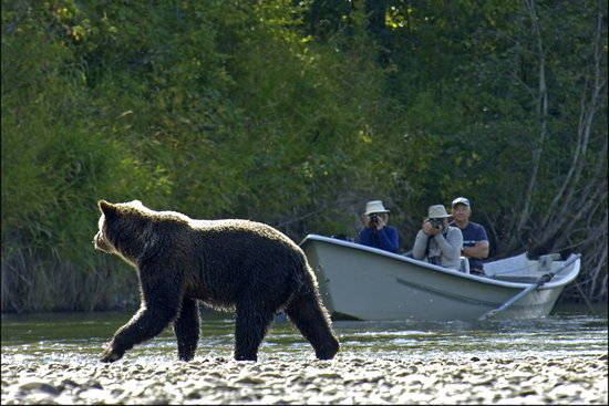 14870523_web1_the-best-grizzly-bear