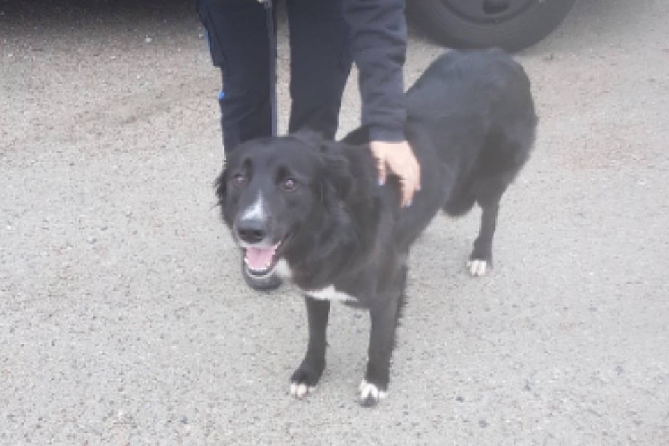 14936287_web1_181226-BPD-M-New-Westminster-Christmas-dog-reunite