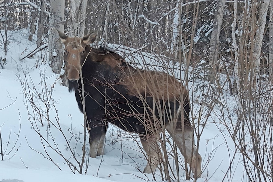 15397395_web1_moose-lake-kathlyn-feb-2-2019-STANDALONE