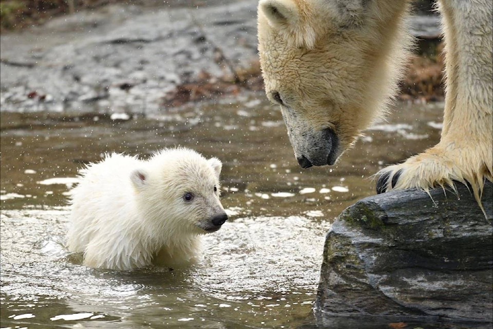 15973615_web1_190315-BPD-M-berlin-polar-bear