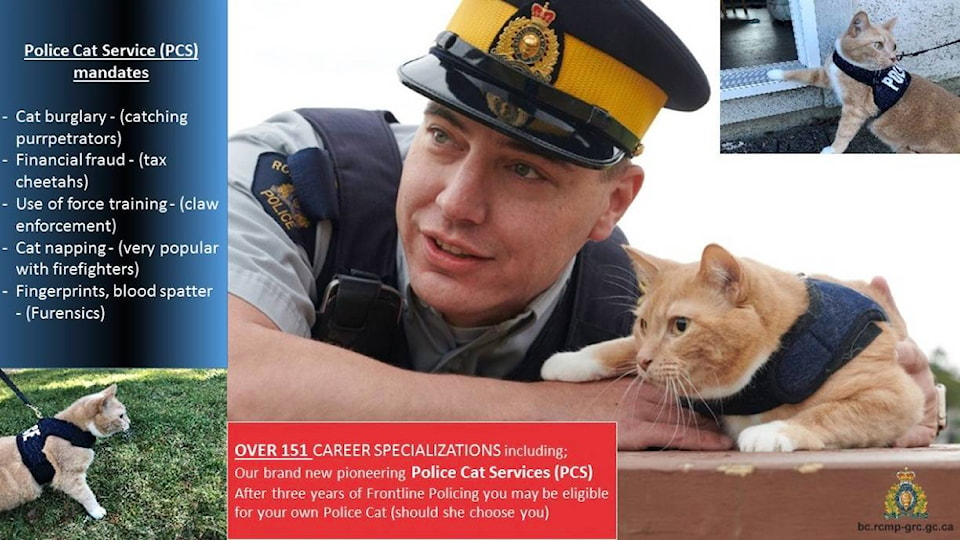 16205988_web1_190403-KCN-Police-cat-full