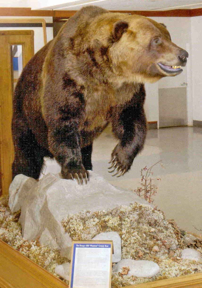 16352633_web1_airport-grizzly
