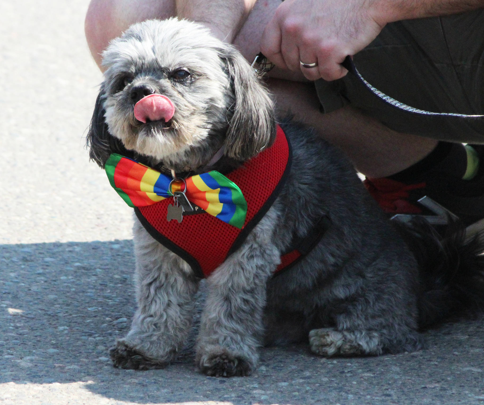 17006902_web1_pride-dog-3