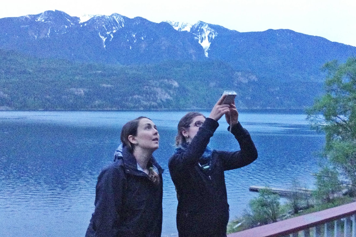 What to do if you have bats: count them - The Smithers Interior News
