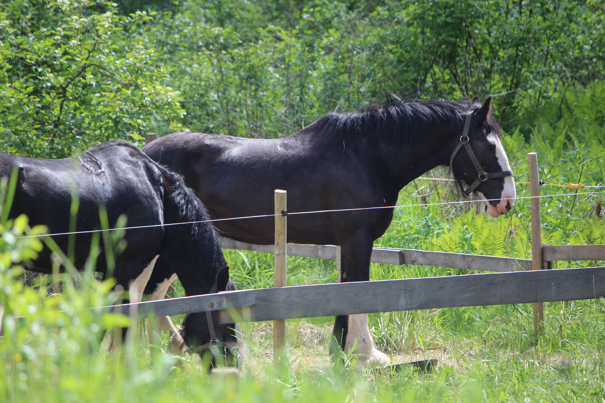 17113511_web1_kispiox-rodeo-horses-2