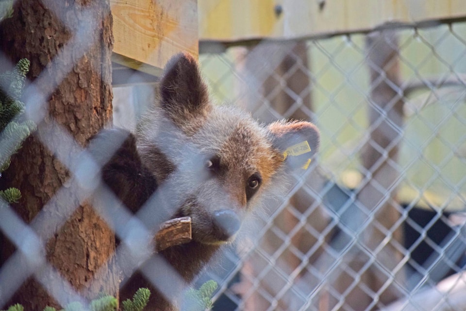 A young grizzly bear at the Northern Lights Wildlife Society’s open house. (Trevor Hewitt photo)