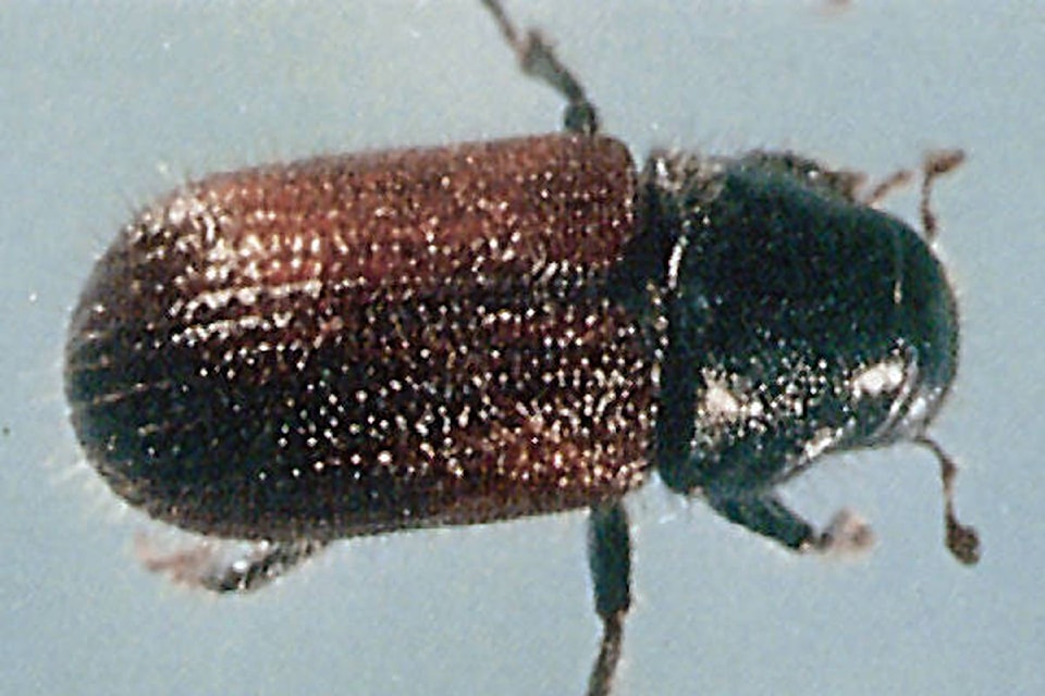 18524162_web1_Spruce-beetle