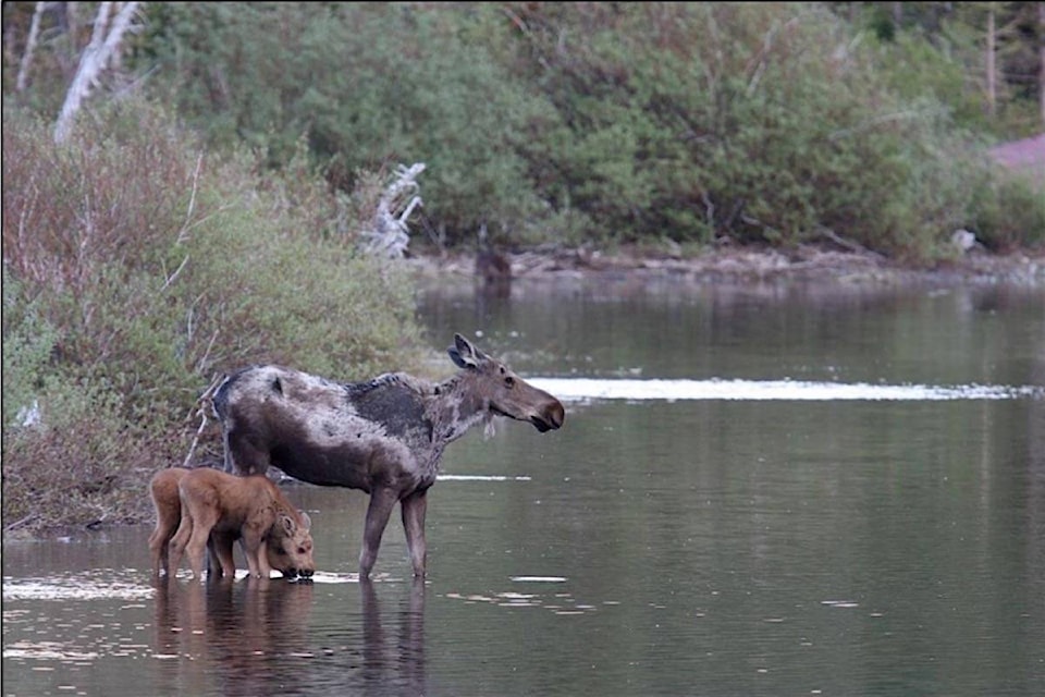 21091302_web1_20190103-BPD-Moose-tick-calves-FLNRO